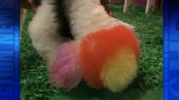 Dyed-dog craze sweeps China