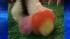 Dyed-dog craze sweeps China