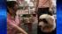 Dyed-dog craze sweeps China