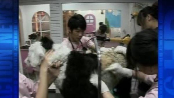 Dyed-dog craze sweeps China