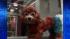 Dyed-dog craze sweeps China
