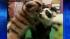 Dyed-dog craze sweeps China