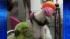 Dyed-dog craze sweeps China