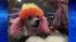 Dyed-dog craze sweeps China