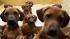 Dog in Germany gives birth to 17 puppies