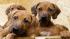 Dog in Germany gives birth to 17 puppies