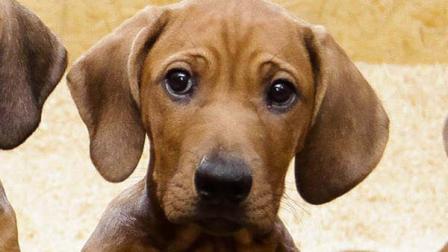A dog in Germany has given birth to 17 puppies,
leaving their owner thrilled but fatigued after having to feed them
with a bottle for several weeks because their mother couldnt cope
with the demand.
