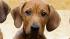 Dog in Germany gives birth to 17 puppies