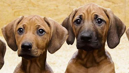 A dog in Germany has given birth to 17 puppies,
leaving their owner thrilled but fatigued after having to feed them
with a bottle for several weeks because their mother couldnt cope
with the demand.