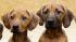 Dog in Germany gives birth to 17 puppies