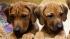 Dog in Germany gives birth to 17 puppies