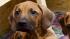 Dog in Germany gives birth to 17 puppies