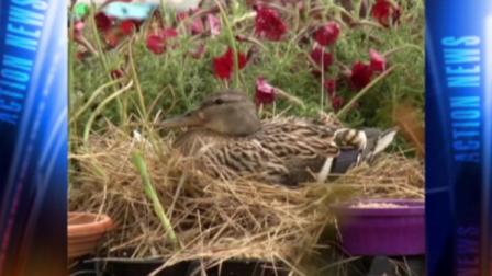 Duck makes nest in Home Depot