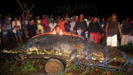 In this photo taken Sunday, Sept. 4, 2011, Mayor Cox Elorde of Bunawan township, Agusan del Sur Province, pretends to measure a huge crocodile which was captured by residents and crocodile farm staff along a creek in Bunawan late Saturday in southern Philippines. Elorde said Monday that dozens of villagers and experts ensnared the 21-foot (6.4-meter) male crocodile along a creek in his township after a three-week hunt. It was one of the largest crocodiles to be captured alive in the Philippines in recent years. 