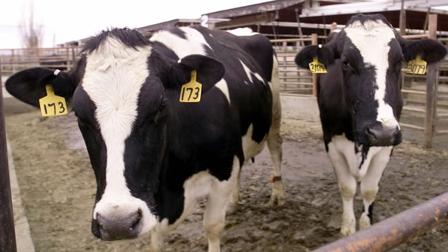 Dairy Cows