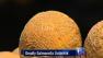 Indiana melons linked to US salmonella outbreak