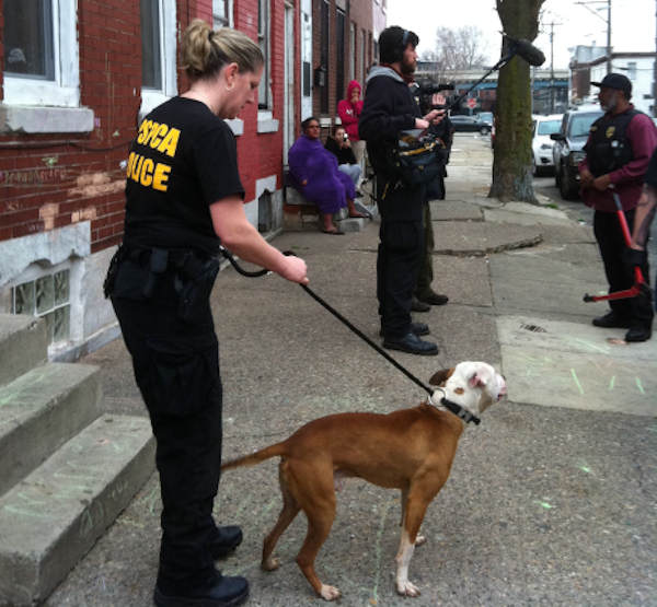 Dog fighting raid in Kensington