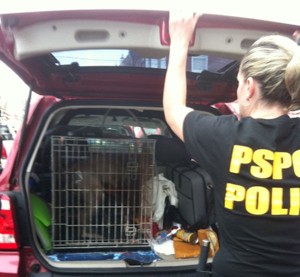 Dog fighting raid in Kensington