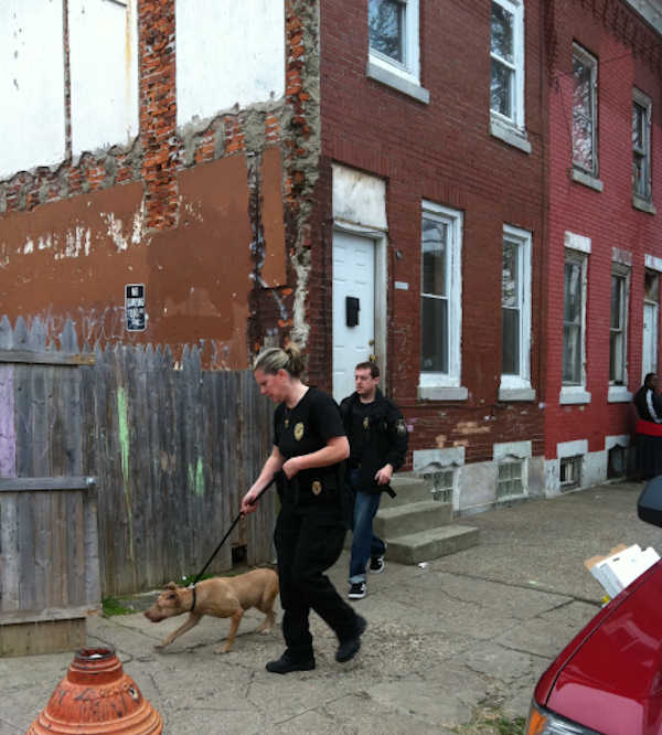 Dog fighting raid in Kensington