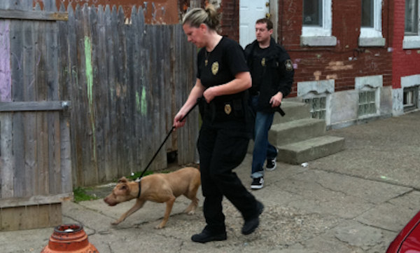 Dog fighting raid in Kensington
