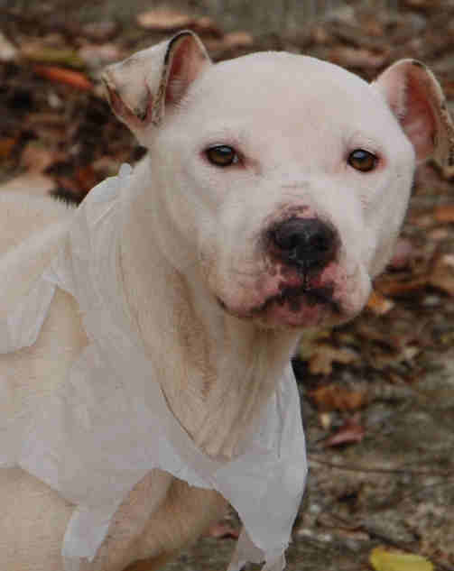 The SPCA says another starved pit bull was...