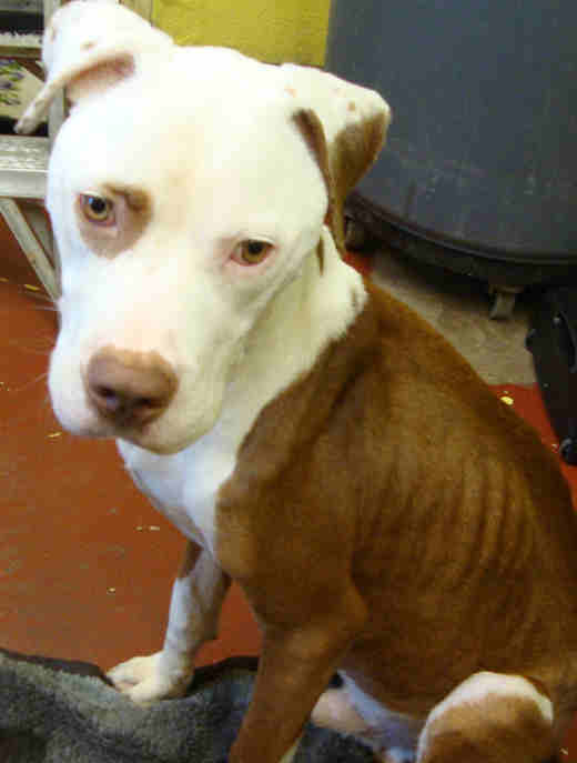 The Delaware County SPCA says that the health...