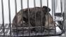 20 arrested in Grays Ferry dog fighting bust