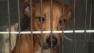 Dog fighting bust