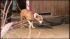 Authorities carried out eight pit bulls from a...