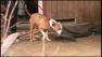 Authorities carried out eight pit bulls from a Lawncrest home during a dog fighting raid on April 13, 2011. 