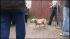 Authorities carried out eight pit bulls from a...