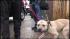 Authorities carried out eight pit bulls from a...