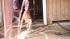 Dog fighting raid