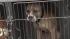 Dog fighting raid