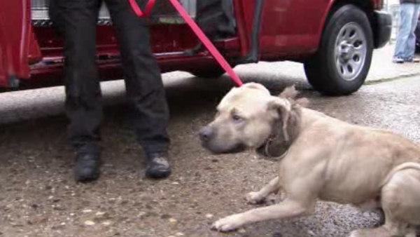 Dog fighting raid