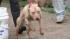 Dog fighting raid
