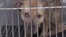 Dog fighting raid