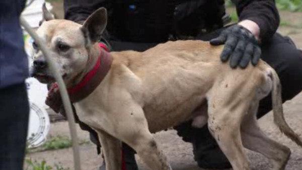 Dog fighting raid