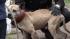 Dog fighting raid