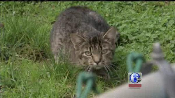 Mutilated kittens found in Chesco | Philadelphia Inquirer | 2011-09-30