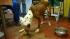 The Delaware County SPCA says that the health of...