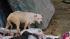 The SPCA says another starved pit bull was...