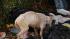 The SPCA says another starved pit bull was...
