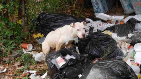 The SPCA says another starved pit bull was discovered in Delaware County. The dog, nicknamed Georgette was found in poor condition, rummaging through trash on the 1400 block of Kerlin Street. Anyone with information is asked to call <b>610-566-1370</b>.