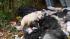 The SPCA says another starved pit bull was...
