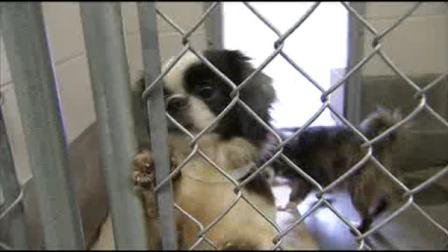 A Delaware woman is facing animal cruelty charges for allegedly hoarding more than two dozen dogs on her property.