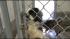 A Delaware woman is facing animal cruelty...