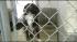 They were taken to the Kent County SPCA for...