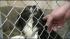 Authorities hope to have all the animals up for...