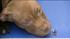 Dogs seized in Kensington
